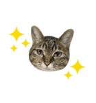 うちの猫が一番可愛い。（個別スタンプ：37）