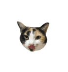 うちの猫が一番可愛い。（個別スタンプ：38）
