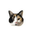うちの猫が一番可愛い。（個別スタンプ：40）