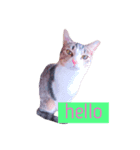 可愛い猫たち♡（個別スタンプ：1）