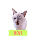 可愛い猫たち♡（個別スタンプ：2）