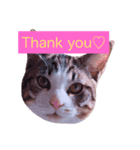 可愛い猫たち♡（個別スタンプ：3）