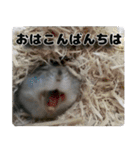 ハムスターてんこ盛り40種類（個別スタンプ：1）