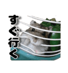 ハムスターてんこ盛り40種類（個別スタンプ：6）