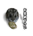 ハムスターてんこ盛り40種類（個別スタンプ：13）