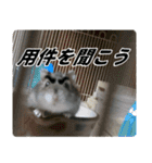 ハムスターてんこ盛り40種類（個別スタンプ：17）