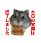 ハムスターてんこ盛り40種類（個別スタンプ：19）