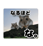 ハムスターてんこ盛り40種類（個別スタンプ：25）