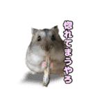 ハムスターてんこ盛り40種類（個別スタンプ：29）