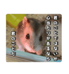 ハムスターてんこ盛り40種類（個別スタンプ：31）