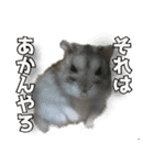 ハムスターてんこ盛り40種類（個別スタンプ：33）