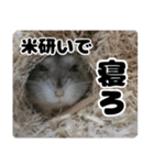ハムスターてんこ盛り40種類（個別スタンプ：40）