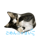 さばとら猫の涼太郎くん（個別スタンプ：1）