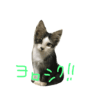 さばとら猫の涼太郎くん（個別スタンプ：2）