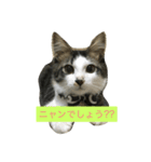 さばとら猫の涼太郎くん（個別スタンプ：3）