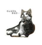 さばとら猫の涼太郎くん（個別スタンプ：4）