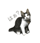 さばとら猫の涼太郎くん（個別スタンプ：5）