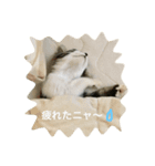 さばとら猫の涼太郎くん（個別スタンプ：6）