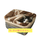 さばとら猫の涼太郎くん（個別スタンプ：7）