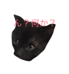 黒猫ハニくん（個別スタンプ：1）