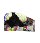 黒猫ハニくん（個別スタンプ：5）