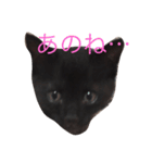 黒猫ハニくん（個別スタンプ：12）