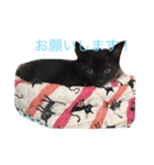 黒猫ハニくん（個別スタンプ：17）