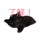 黒猫ハニくん（個別スタンプ：22）