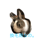 ランドさん #land#rabbit#うさぎ（個別スタンプ：2）