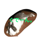 ランドさん #land#rabbit#うさぎ（個別スタンプ：3）