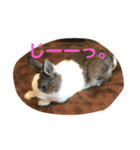 ランドさん #land#rabbit#うさぎ（個別スタンプ：4）
