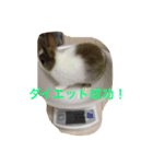 ランドさん #land#rabbit#うさぎ（個別スタンプ：8）