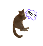 グレー猫グレオくん（個別スタンプ：2）