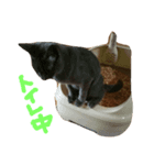 グレー猫グレオくん（個別スタンプ：8）