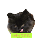 かわいいkarachan（個別スタンプ：1）