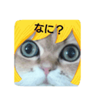 クウたろ〰️‼️と仲間達（個別スタンプ：5）