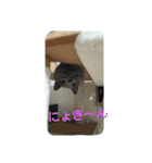 クウたろ〰️‼️と仲間達（個別スタンプ：10）