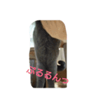 クウたろ〰️‼️と仲間達（個別スタンプ：11）