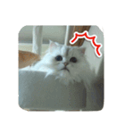 クウたろ〰️‼️と仲間達（個別スタンプ：13）