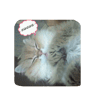 クウたろ〰️‼️と仲間達（個別スタンプ：14）