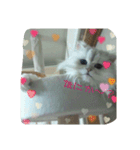 クウたろ〰️‼️と仲間達（個別スタンプ：15）