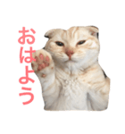 ねこのみるちゃん（個別スタンプ：1）