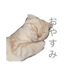 ねこのみるちゃん（個別スタンプ：2）