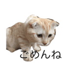 ねこのみるちゃん（個別スタンプ：3）