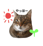 にゃあくんと一緒（個別スタンプ：1）