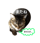 にゃあくんと一緒（個別スタンプ：6）