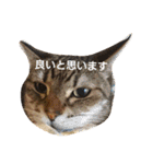 にゃあくんと一緒（個別スタンプ：10）