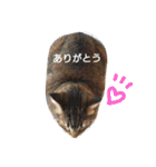 にゃあくんと一緒（個別スタンプ：19）