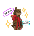 にゃあくんと一緒（個別スタンプ：21）