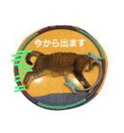 にゃあくんと一緒（個別スタンプ：24）